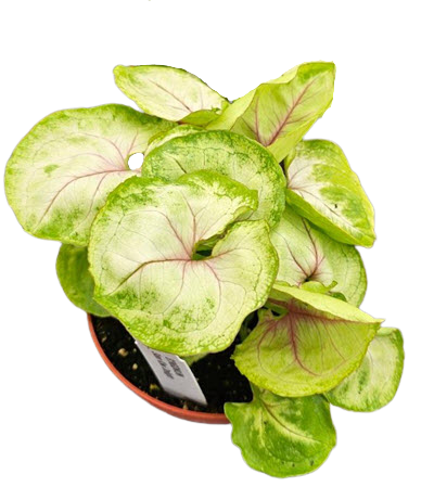 Syngonium Kiwi Delight